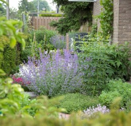 26 juni Verkiezing mooiste en groenste voortuin van Tuindorp 2021